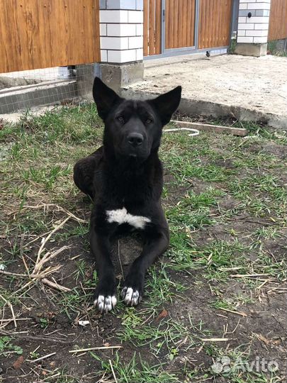 Отдам в добрые руки