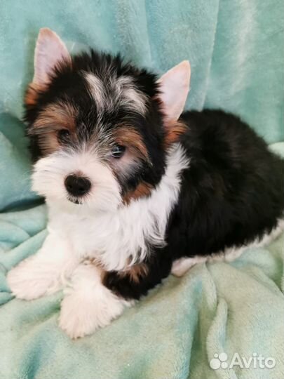 Бивер мальчик