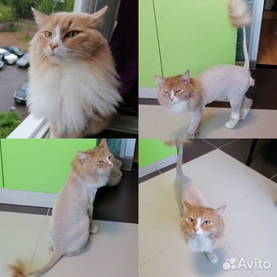 Стрижка, экспресс-линька кошек и котов. Выезд