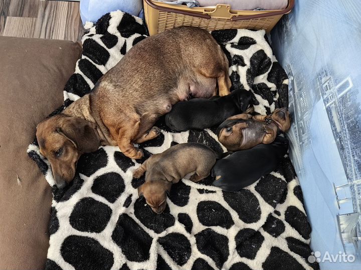 Собаки щенки