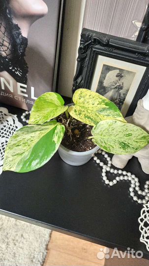 Алоказия Полли, Гибискус пестролистный, Эпипремнум