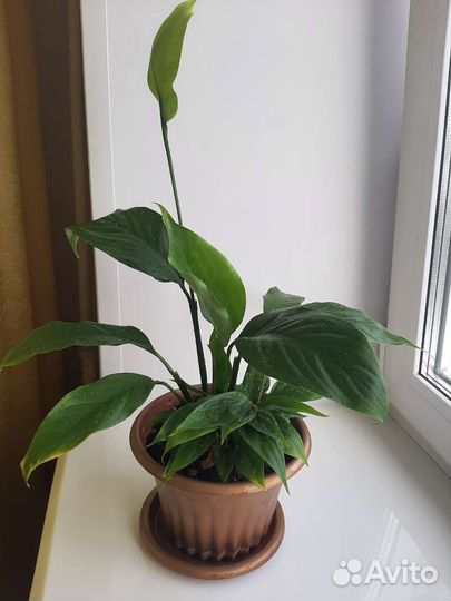 Спатифиллум