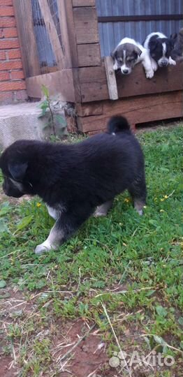 Собаки бесплатно в добрые руки щенки