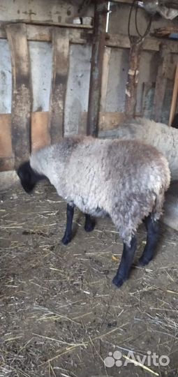 Куры петухи бараны