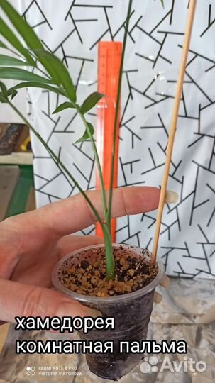 Хамедорея, комнатная пальма