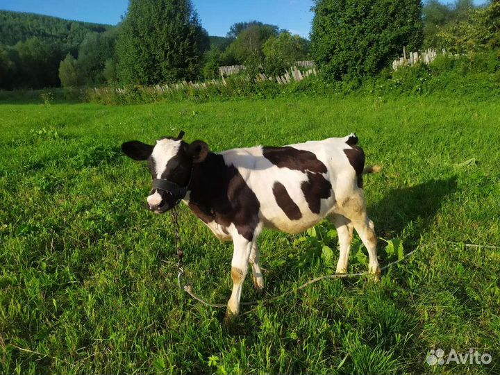 Бычки телки