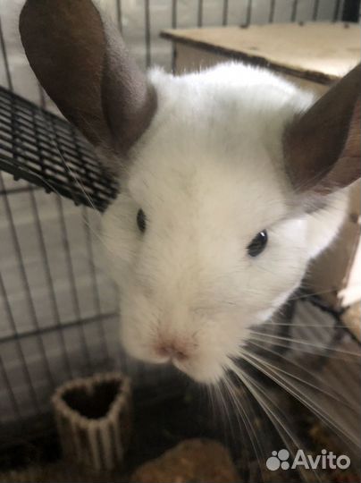 Шиншилла серебристая с клеткой