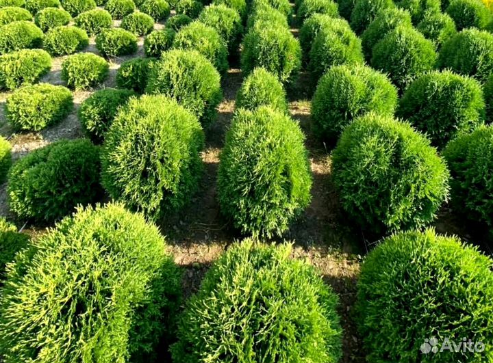 Туя брабант черенки оптом