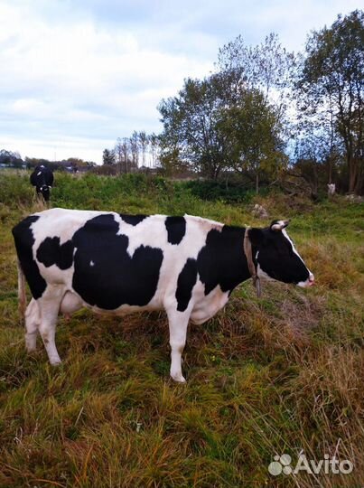 Коровы дойные молочные