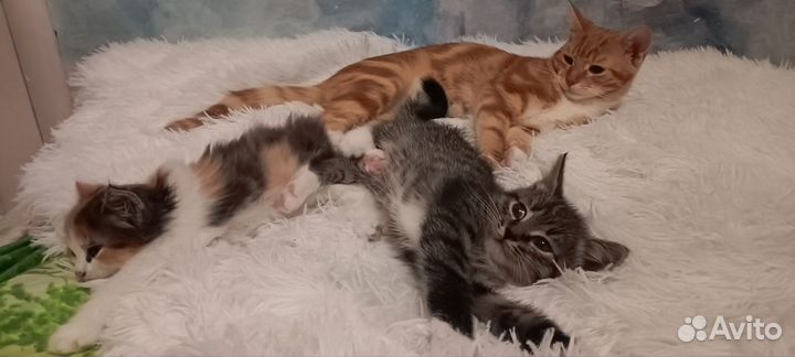 Отдам бесплатно