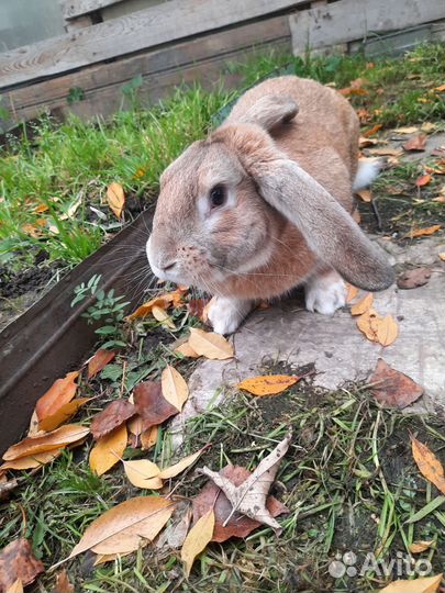 Крол 7 месяцев