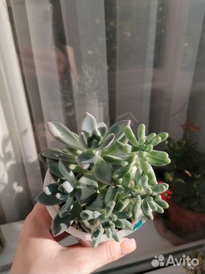 Суккуленты