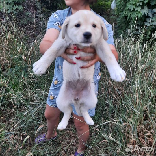 Собака в добрые руки отдам бесплатно, Олеся