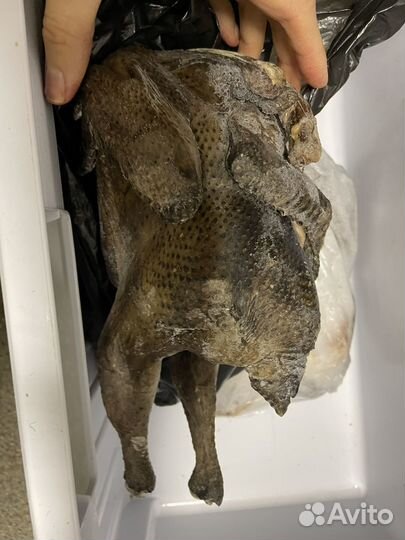 Курица домашняя аям-цимани