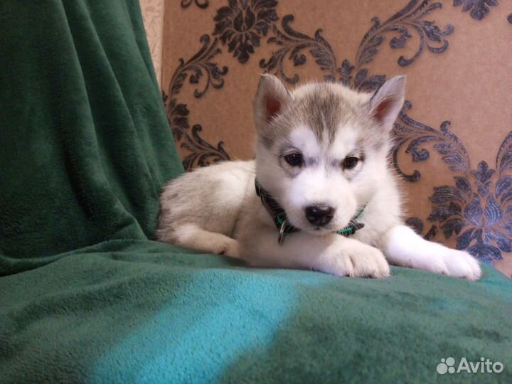 Щенки Сибирской хаски