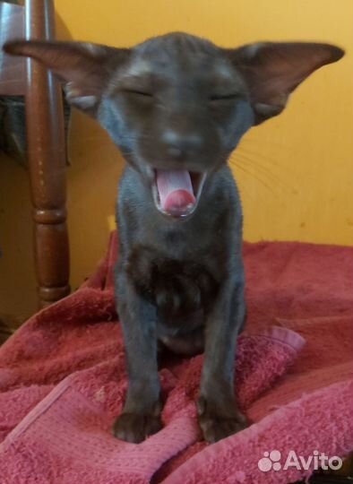 Ориентальные котята