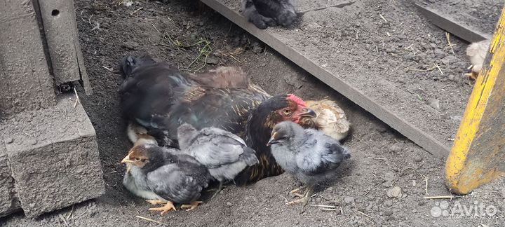 Наседка с цыплятами