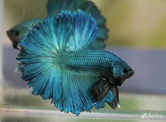 Петешок Супер Дельта