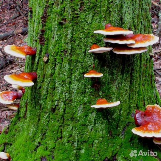 Мицелий грибов Рейши (Ganoderma lucidum)