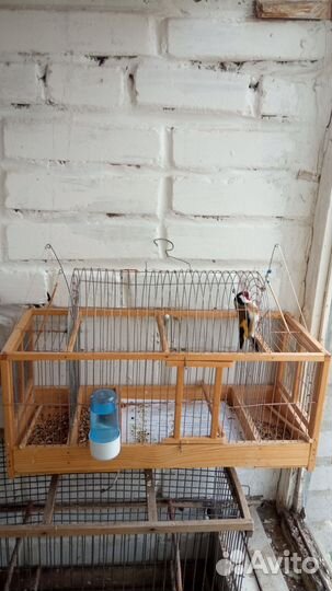 Клетка западок с певчими лесными птицами