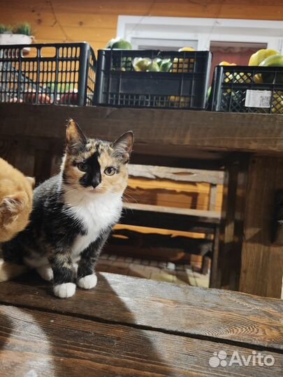 Котята в добрые руки бесплатно