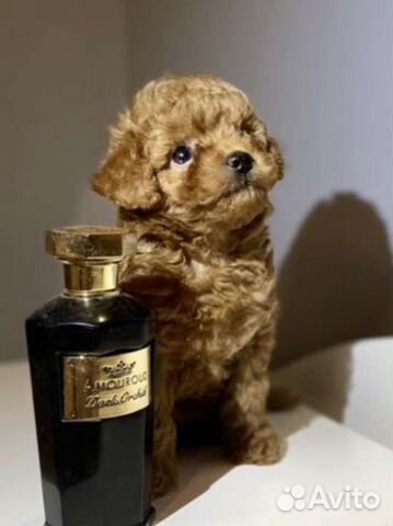 Мальтипу micro