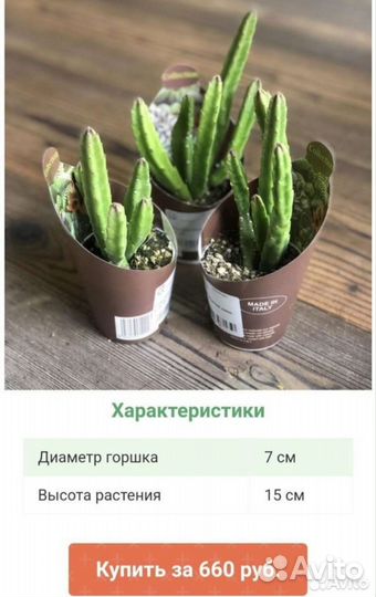 Стапелия крупноцветковая Stapelia grandiflora