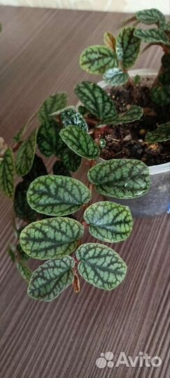 Пеллиония Пульхра