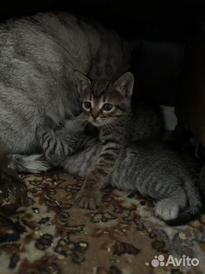 Котята котенок