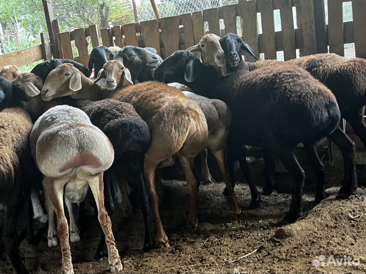 Продам котных маток