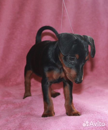 Мальчик карликового пинчера