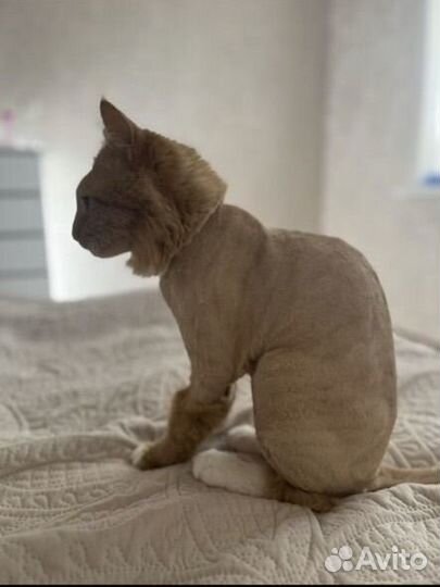 Стрижка/Груминг/Вычес кошек и собак