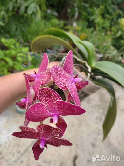 Орхидея фаленопсис разные