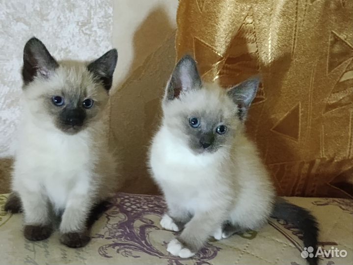 Катята 1.5месяца