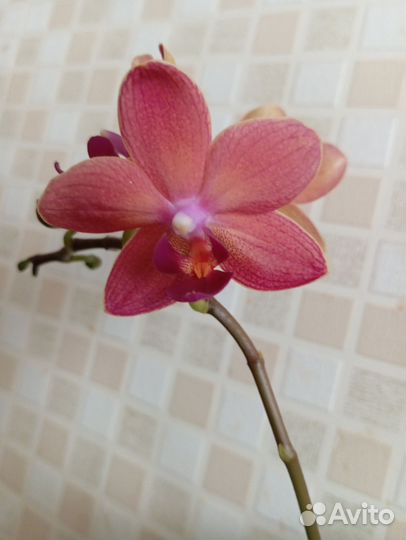 Орхидея фаленопсис