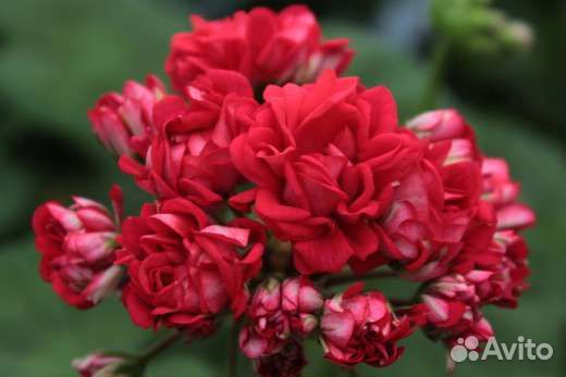 Пеларгония герань тюльпановидная сортовая