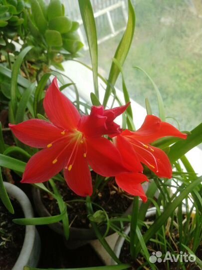 Зефирантес выскочка белая и красная