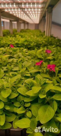 Рассада петуньи