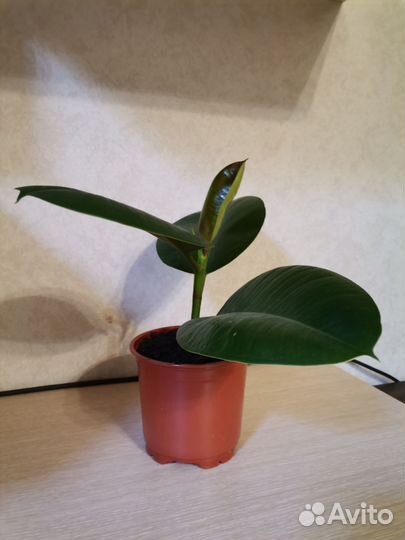 Фикус Робуста