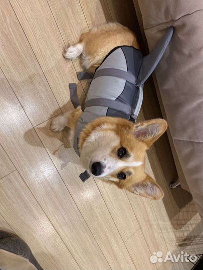 Спасательный жилет для собаки