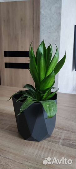 Сансевиерия, растение вместе с горшком