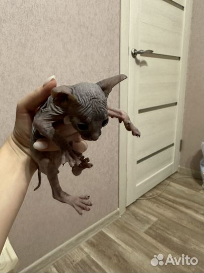 Канадский сфинкс котенок