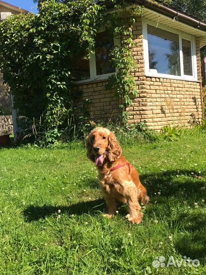 Выгул собак