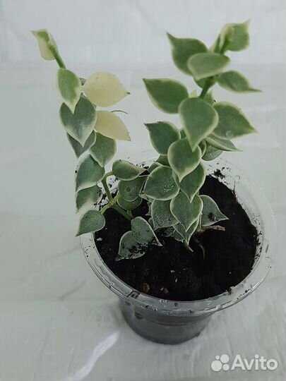 Дисхидия миллион сердец вариегата