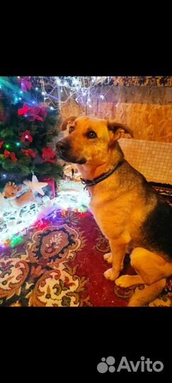 Собака Айкуся ищет дом