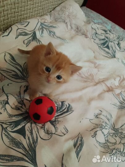 Котята в очень добрые руки