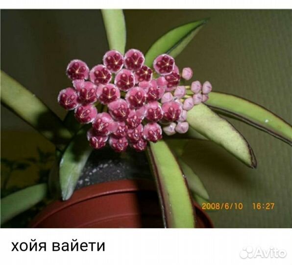 Хойи срезом и укорененные