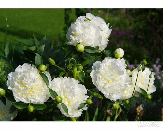 Пион молочноцветковый Duchesse de Nemours