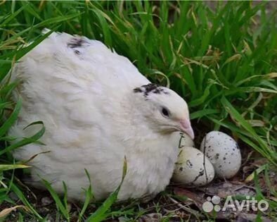 Яйцо перепелиное-молодняк