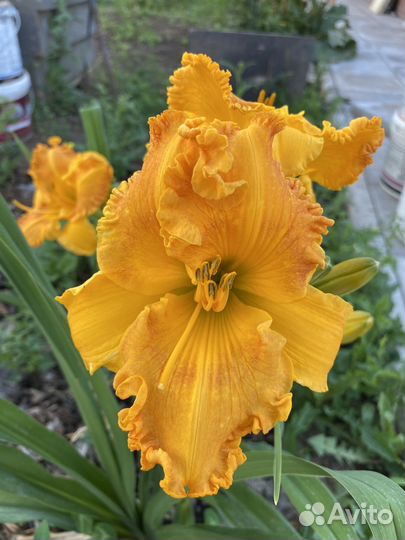 Лилейники сортовые